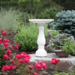 El mejor baño para pájaros