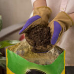 El mejor suelo para las opciones de Monstera