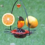 La mejor opción de alimentador de oropéndolas