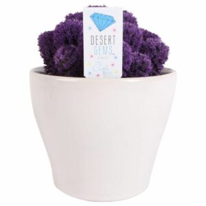 La mejor opción de regalos para la oficina en casa: Costa Farms, Live Indoor Desert Gems Purple Cacti