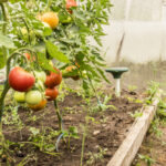 Mejor repelente de lunares