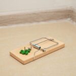 La mejor opción de veneno para ratas