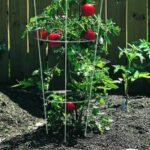 La mejor opción de jaulas de tomate