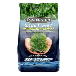 Las mejores opciones de semillas de césped: Pennington Smart Seed Perennial Rye