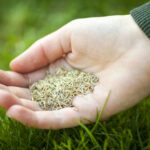 Las mejores opciones de semillas de césped_imagen principal