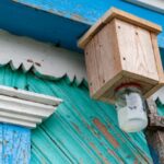 La mejor opción de trampa para abejas carpinteras