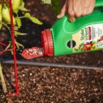 La mejor opción de fertilizante para pimientos