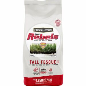 La mejor opción de césped para suelos arenosos: Mezcla de semillas de hierba de festuca alta Pennington The Rebels