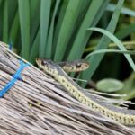 El mejor repelente de serpientes: consejos para mantener a las serpientes lejos de su jardín