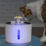 Las mejores opciones de fuentes de agua para gatos