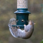 Las mejores opciones de comederos para pájaros a prueba de ardillas