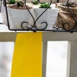 La mejor trampa para mosquitos