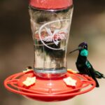 Las mejores opciones de comederos para colibríes
