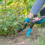 Las mejores opciones de fertilizantes de rosas para el jardín